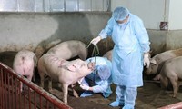 Hà Nam bùng phát mạnh bệnh dịch tả lợn châu Phi 