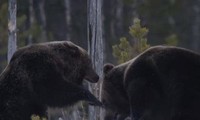 Hai con gấu nâu kịch chiến để giành mồi