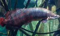 Cách hít thở giúp cá rồng Amazon sống sót khi thiếu oxy