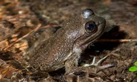 Loài ếch được coi là phòng bách bệnh suýt tuyệt chủng