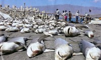 Từ 63 tới 273 triệu cá mập đã mất mạng vì con người trong năm 2010. Ảnh: oceancrusaders.org. 