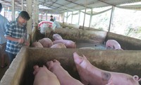 Yêu cầu doanh nghiệp giảm giá thịt lợn xuống 75.000 đồng/kg