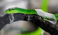 1001 thắc mắc: Vì sao rắn lại lột xác?