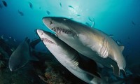 Cá mập hổ cát (Carcharias taurus) là loài duy nhất trong tự nhiên được biết đến với tập tính giết hại "anh chị em" .