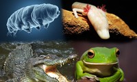 1001 thắc mắc: Loài động vật nào có thể nhịn ăn tới 30 năm?
