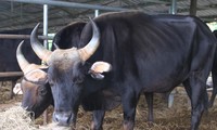 Dự án nghiên cứu kết thúc, đàn bò tót F1 ở Ninh Thuận bỗng suy kiệt gầy trơ xương 