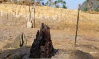 Cọc gỗ tại hố khai quật ở Cao Quỳ, Hải Phòng có đường kính lớn hơn bãi cọc ở Quảng Ninh. Ảnh: VKC 