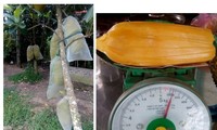 Thịt ngoại giá rẻ tràn ngập chợ Việt, hoa quả khổng lồ hút khách dịp Tết