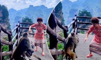 Người phụ nữ bị khỉ trộm mất túi xách khi đang mải mê nhảy múa