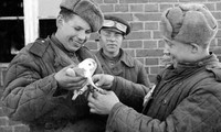 Đội quân bồ câu từng giúp Hồng quân Liên Xô chiến thắng phát xít Đức