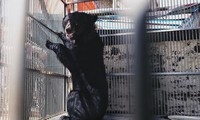 Giải cứu gấu ngựa từng được trùm ma túy nuôi nhốt ở Lạng Sơn