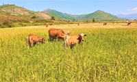 Người dân Đắk Lắk bỏ ruộng lúa cho bò ăn 
