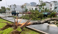 Khung cảnh tan hoang, cây đổ la liệt sau bão ở Đà Nẵng
