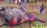Đã có 40 chú voi chết không tự nhiên ở Assam trong 100 ngày qua.