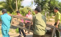 Thả 2 con trăn đất nặng gần 80kg về Vườn quốc gia Tràm Chim