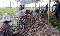 Khoai lang Việt được phép xuất khẩu sang Trung Quốc từ hôm nay 