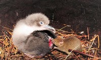 Chim hải âu con trở thành mục tiêu dễ bị chuột tấn công vì chúng bị bố mẹ bỏ lại một mình trong suốt mùa đông.