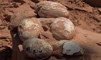 Bí mật bất ngờ từ ổ trứng hóa thạch &apos;khủng&apos; bị chôn vùi 60 triệu năm trước