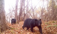 Gấu đen Nhật Bản.Ảnh: Bushnell
