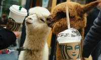 Trào lưu dắt thú cưng đi uống cà phê: Một quán cà phê ở Trung Quốc hóa... sở thú!