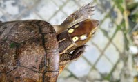 Rùa 4 mắt cực lạ đi lạc vào vườn nhà dân ở Huế