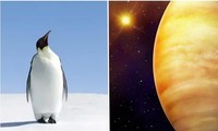 Không phải tìm đâu xa, chim cánh cụt có lẽ chính là sinh vật hành tinh khác đến Trái Đất?