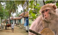 Chuyện hài hước: Chú khỉ siêu quậy ở Ấn Độ tự “bắt” xe tải đi 22km từ rừng về làng
