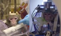 Trường đại học Bỉ gây phẫn nộ vì làm thí nghiệm tàn nhẫn dùng xi-măng gắn ống vào đầu khỉ