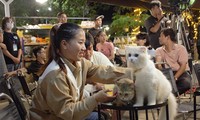 Nhóm bạn trẻ &apos;cứu hộ&apos; chó mèo ở Đà Nẵng