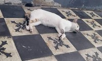 Nhà hàng ở TP.HCM đầu độc mèo hoang: Lên tiếng xin lỗi, mong được hỗ trợ cứu sống các bé mèo còn lại