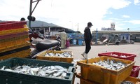 Cảng cá lớn nhất miền Trung ra sao trước giờ đóng cửa?
