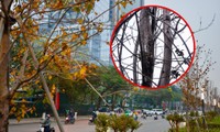 Hàng phong lá đỏ trên đường Nguyễn Chí Thanh thành &quot;củi khô&quot;, Hà Nội thay thế bằng cây gì?