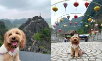 Chàng trai trẻ đưa cún cưng đi du lịch Hang Múa, ai ngờ chú chó &quot;chiếm&quot; trọn spotlight!