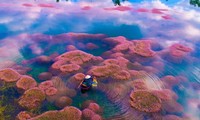 Ngất ngây trước vẻ đẹp của hồ Tảo Hồng ở Lâm Đồng, chụp ảnh ở đây cứ gọi là xuất sắc!