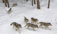 Pháp: Đàn sói xổng chuồng đúng giờ tham quan, nhiều con bị bắn chết