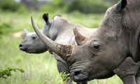 Thế giới hiện chỉ còn 20.000 con tê giác trắng, 5.000 con tê giác đen và 3.500 con tê giác một sừng. Ảnh: Livescience.