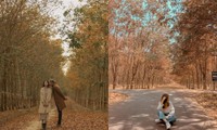 Bình Phước: Vẻ đẹp hoang sơ từ những cánh rừng cao su mùa thay lá lãng mạn như phim Hàn