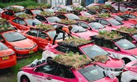 Thái Lan: Hàng trăm chiếc taxi biến thành vườn trồng rau khi phải nằm im giữa mùa dịch