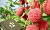 Gần 240 nghìn đồng một quả vải thiều ở Nhật Bản