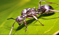 Loài kiến nhanh nhất thế giới chạy với tốc độ 645 km/h.