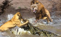 Sư tử tấn công cá sấu để cứu đồng loại