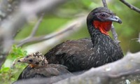 Loài chim tái xuất hiện sau tuyệt chủng gần trăm năm