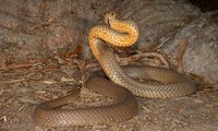 Loài rắn độc nguy hiểm nhất Australia