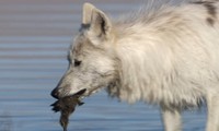 Chó sói Bắc Cực săn vịt con