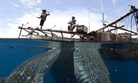 Ngư dân Indonesia cho đàn cá nhám voi khổng lồ ăn