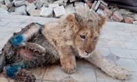 Sư tử bị bẻ gãy chân để chiều du khách thích chụp ảnh