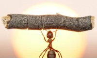 Thế giới sẽ ra sao nếu như không có loài kiến?