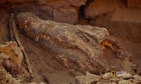 Xác ướp cá sấu nguyên vẹn sau gần 4.000 năm tuổi