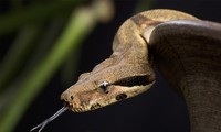Điều gì xảy ra nếu loài rắn biến mất?