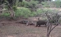 Báo đốm “đại chiến” lợn rừng tranh giành mồi, kẻ thứ 3 xuất hiện thay đổi kết cục